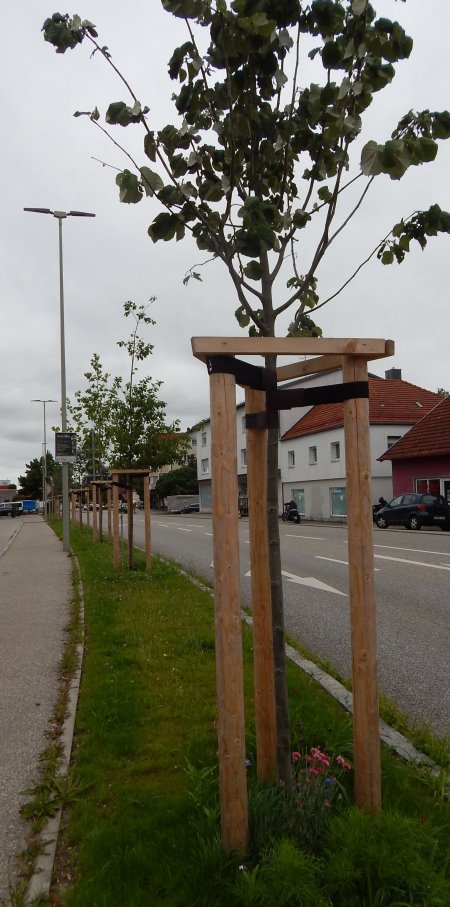 Zwischen Bundesstraße und Rathaus fanden beim Baumpatenprojekt junge Laubbäume ihren Platz