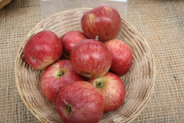 Nr 14 Gewuerzluiken Tafelapfel