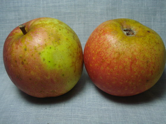 Nr 20 Malus Berlepsch