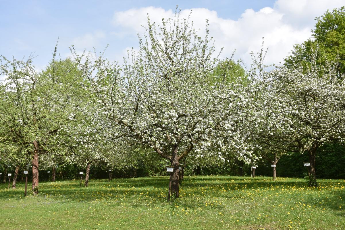 Obstlehrgarten bild1