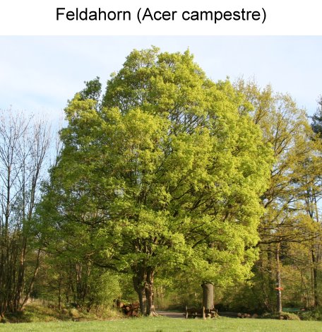 Feldahorn